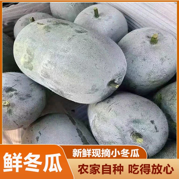 广西节瓜正宗小冬瓜迷你小冬瓜新鲜蔬菜节瓜水果冬瓜农家特产冬瓜