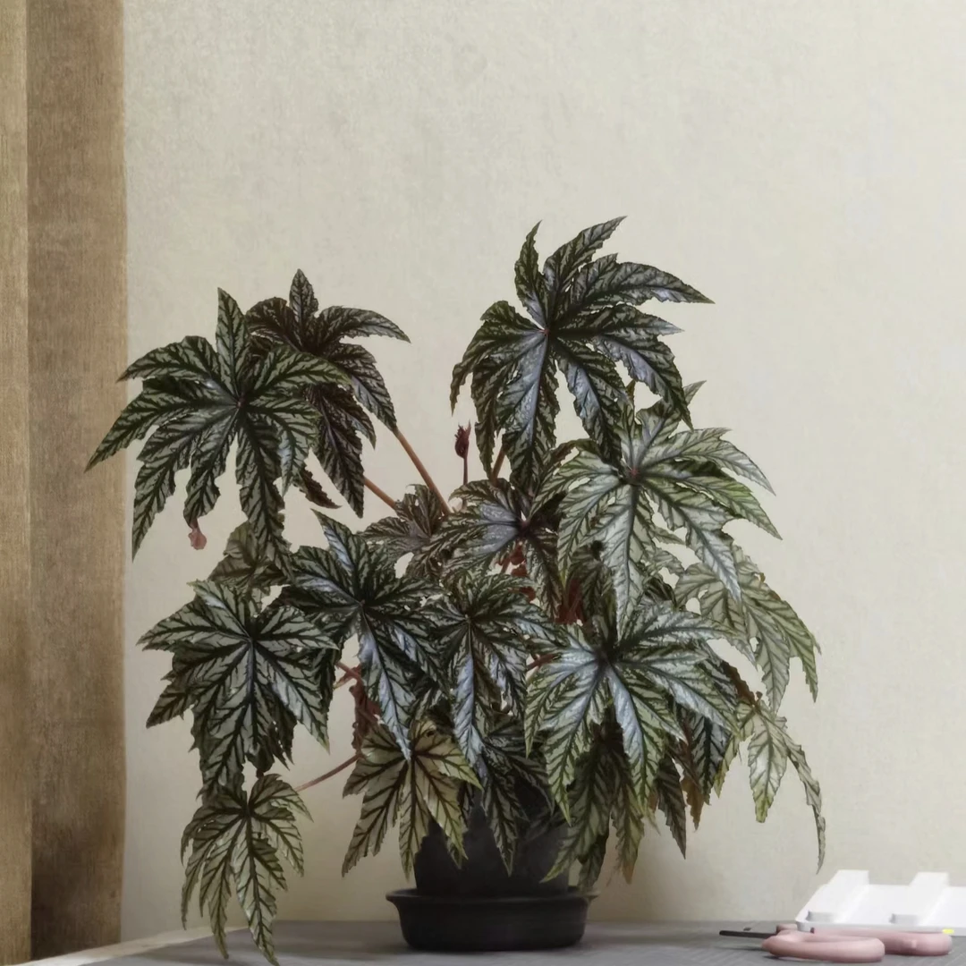 【枫叶类合集】秋海棠无售后结束不了勿拍！