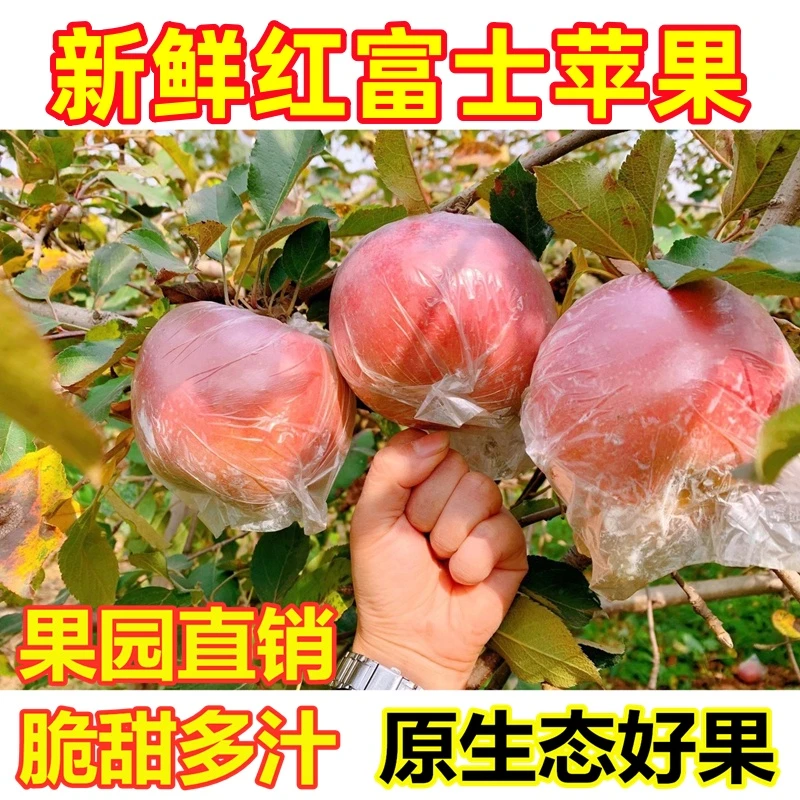 新鲜红富士苹果丰县大沙河苹果应季水果正宗红富士脆甜多汁包邮
