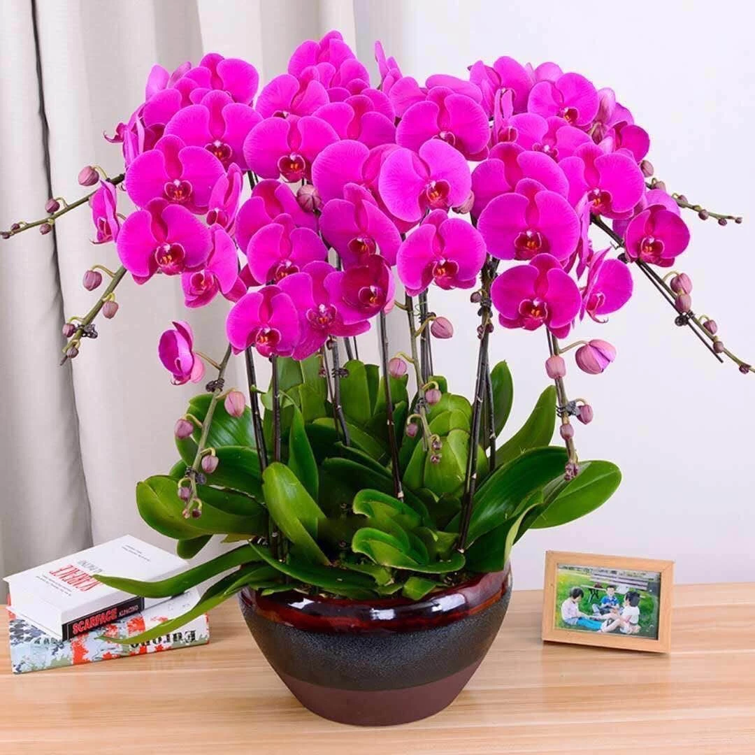 蝴蝶兰花苗带花剑年宵花盆栽兰花的苗客厅室内植物花卉四季好养