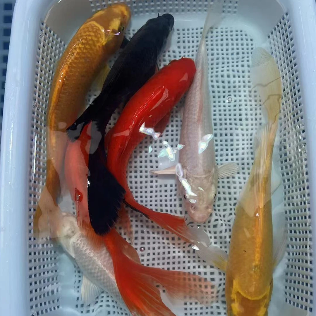 【大尺寸到手7条】13-15cm 黄白红草黑德系松叶混搭 观赏鱼超萌好物