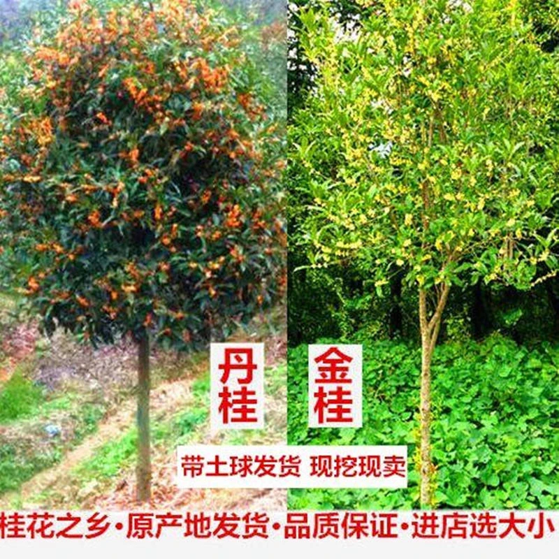 桂花树苗金桂丹桂四季桂专拍