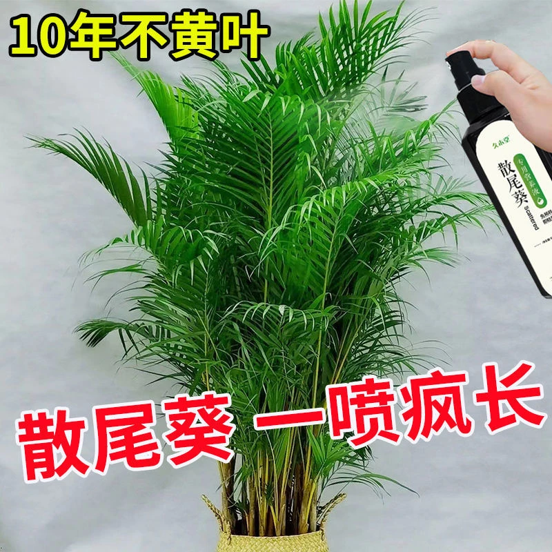 稀释疯长】散尾葵专用营养液黄叶干尖瘦小斑点根腐免稀释绿有机肥