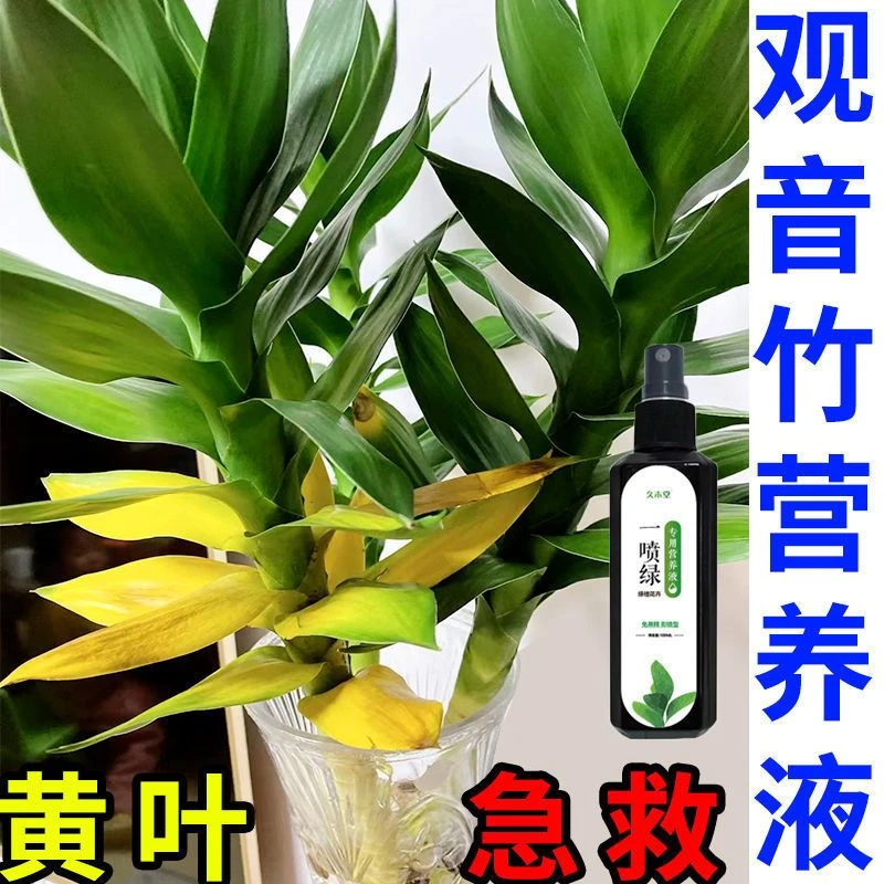 观音竹营养液水养转运专治黄叶枯萎烂根免稀释绿专用生根壮苗液体