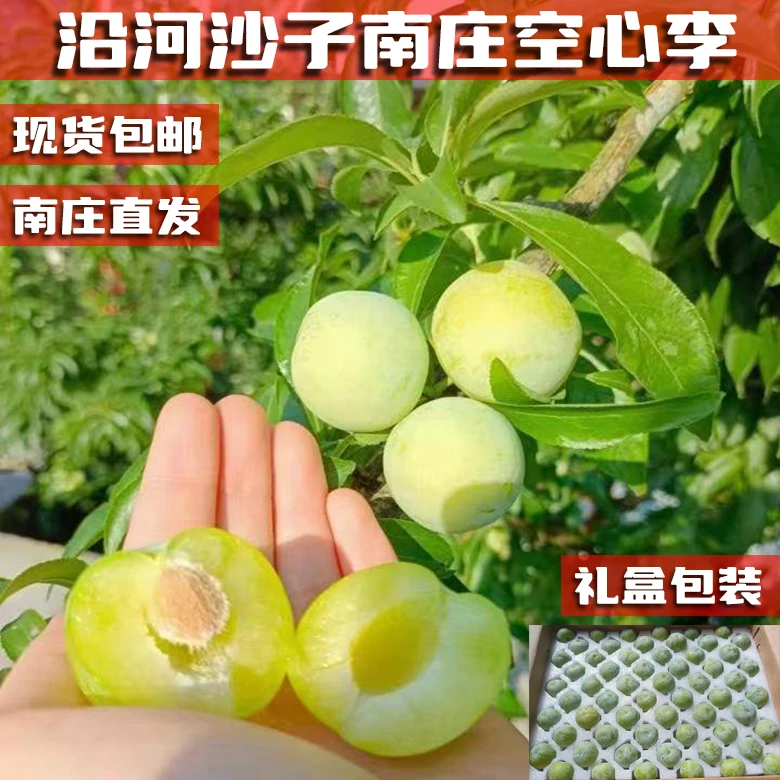 贵州铜仁沿河沙子南庄空心李大果新鲜脱骨李子现摘现发礼盒装包邮