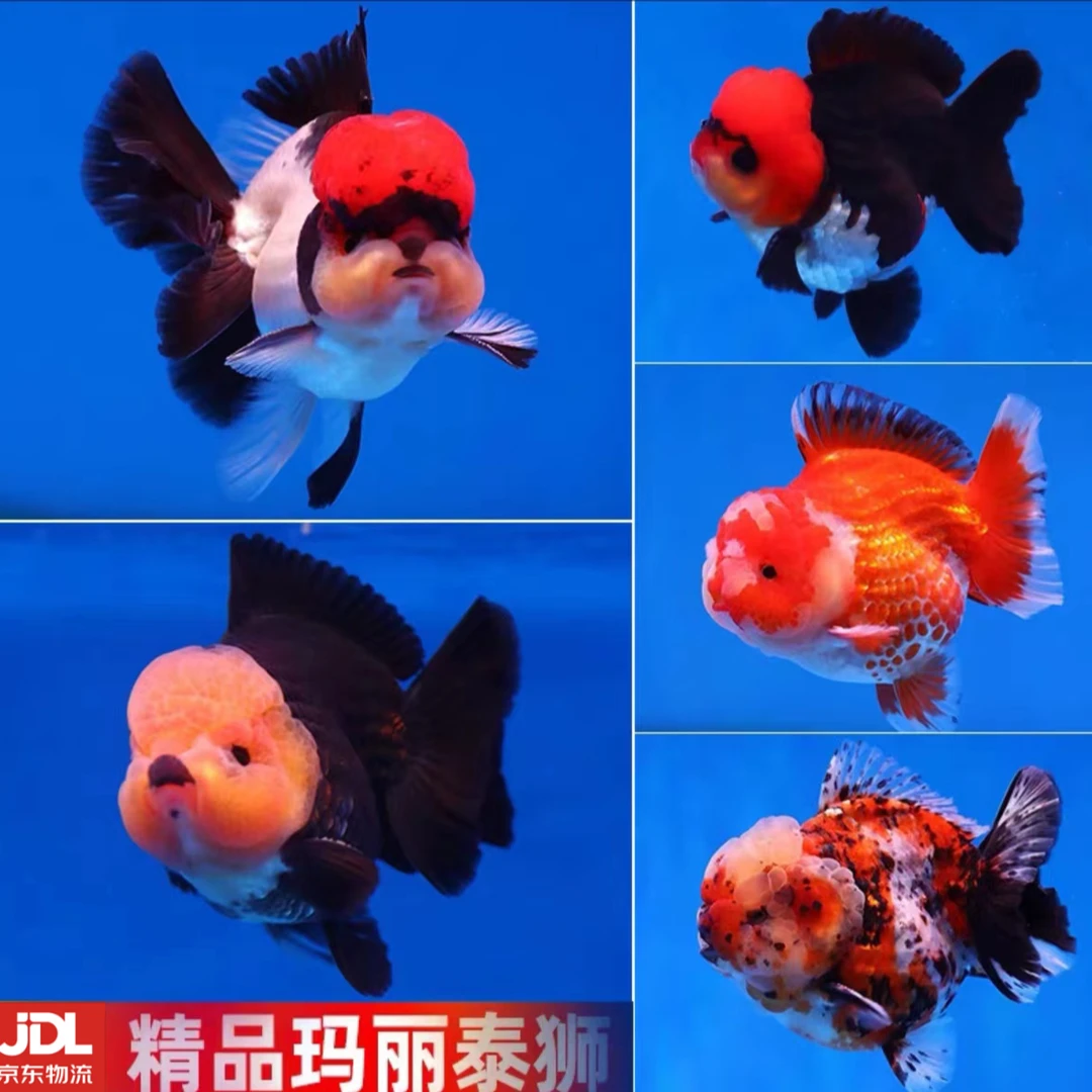 【吾鲤懿品】泰狮玛丽泰狮将军兰寿精品自留鱼1—2cm3—4cm渔场直发