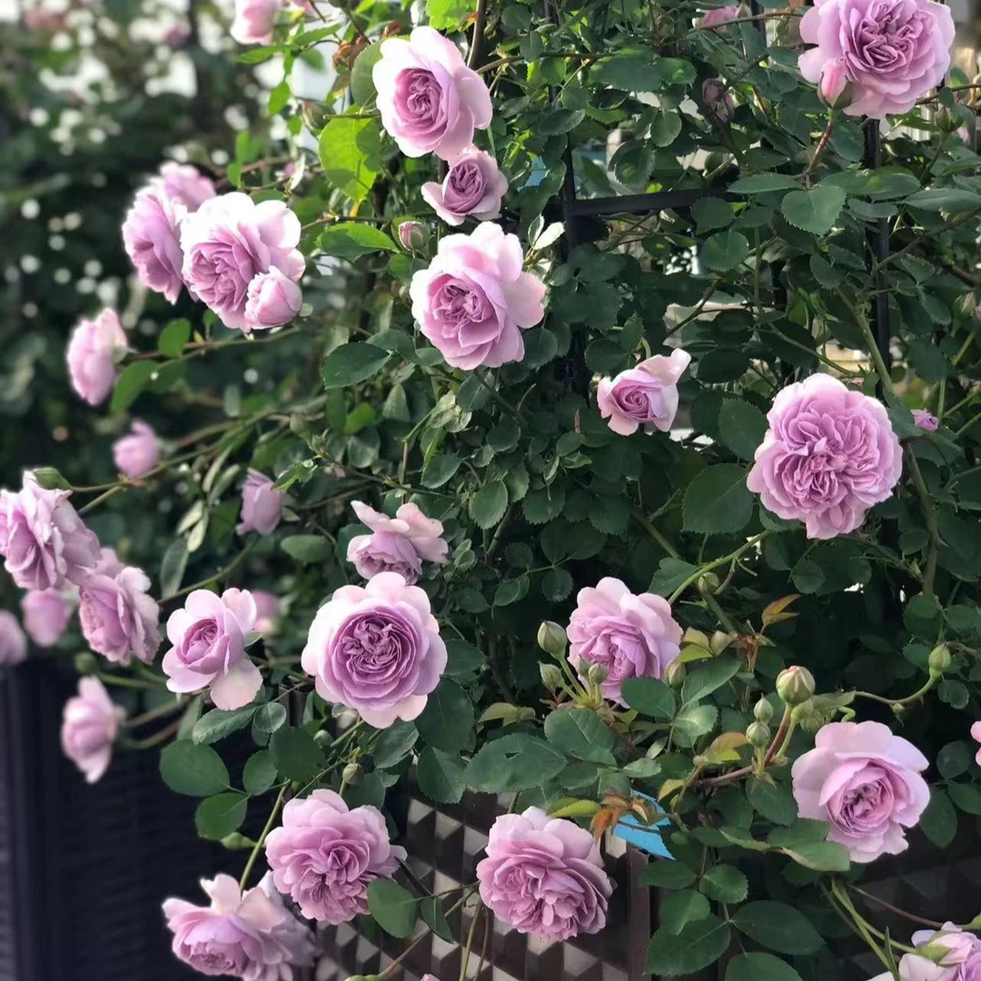 藤本月季欧月玫瑰爬藤蔷薇花苗植物盆栽花卉耐寒耐热花卉多季开花