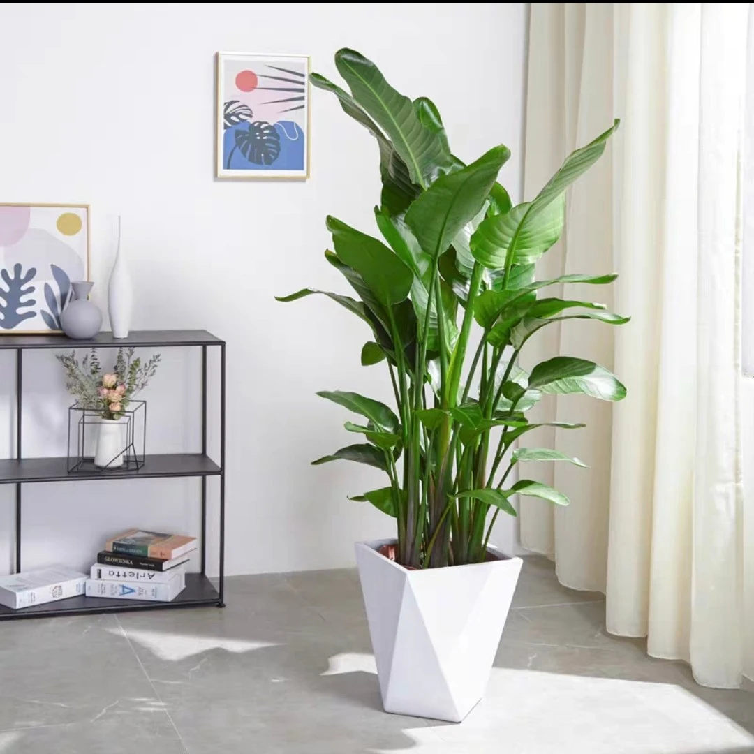天堂鸟【基地直发】网红绿植室内客厅鹤望兰叶片自然开裂介意慎拍