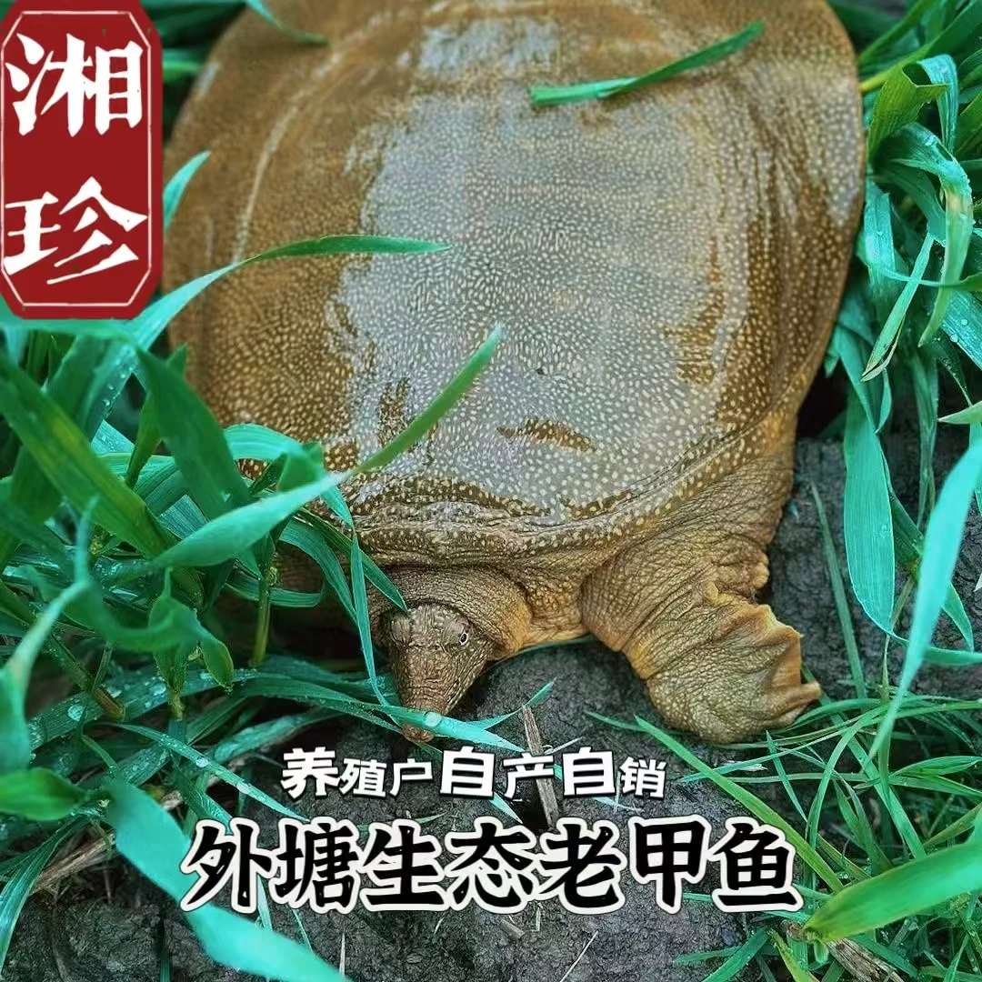 【甲鱼专场1】农户直发生态老甲鱼外塘散养青黄背甲鱼 冷链包活包鲜