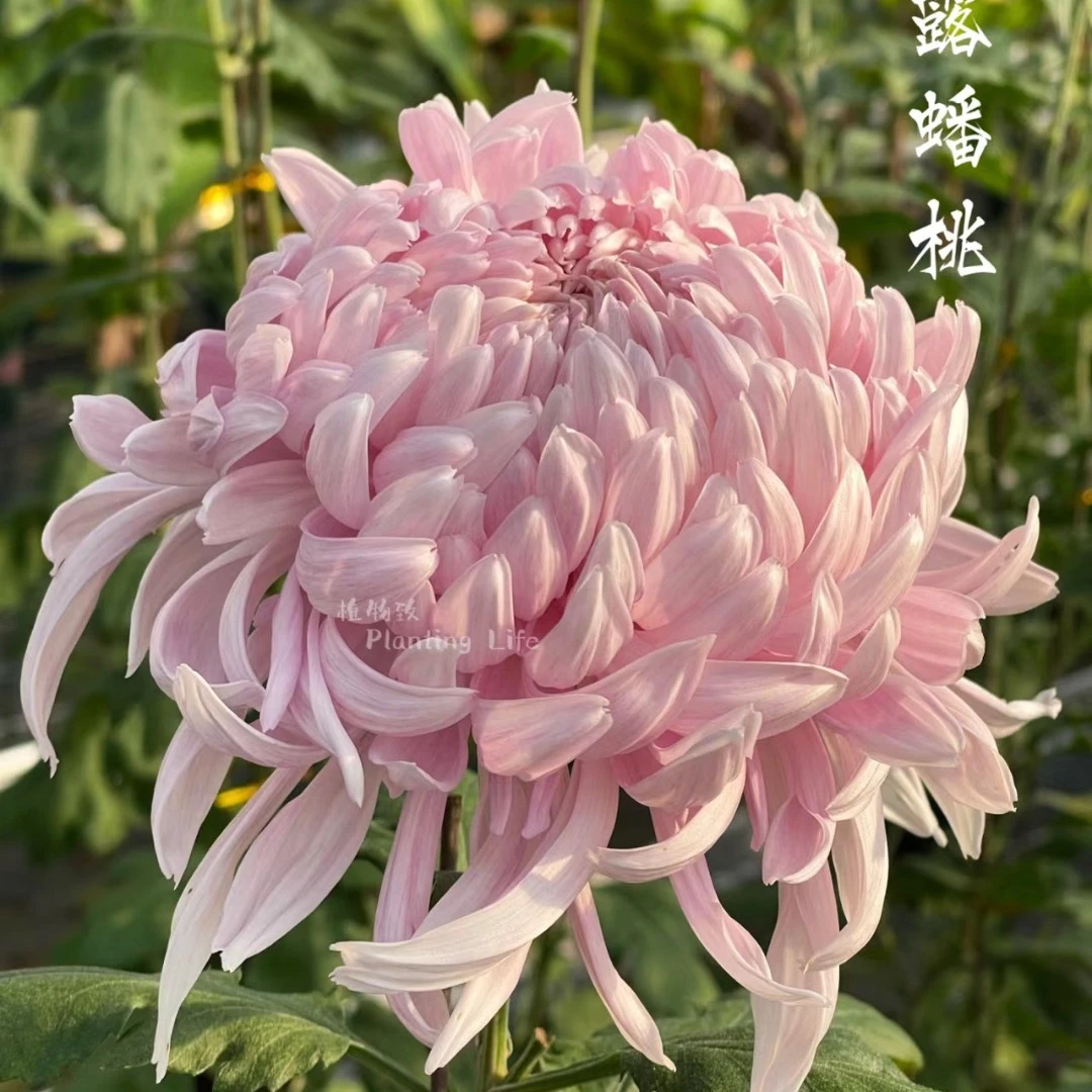 稀有品【仙露蟠桃】