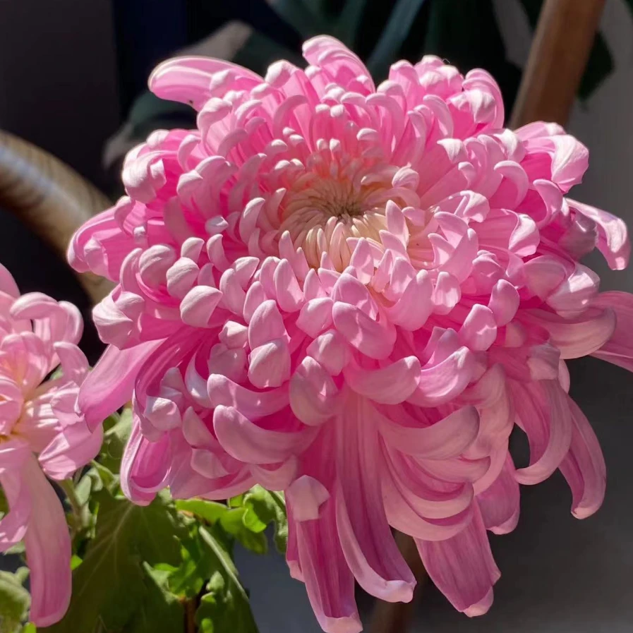 【兼六香】3-4个花头球型大花【带花苞】菊花盆栽