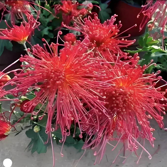 【飞鸟美人】大花线型【带花苞】菊花盆栽花卉植物