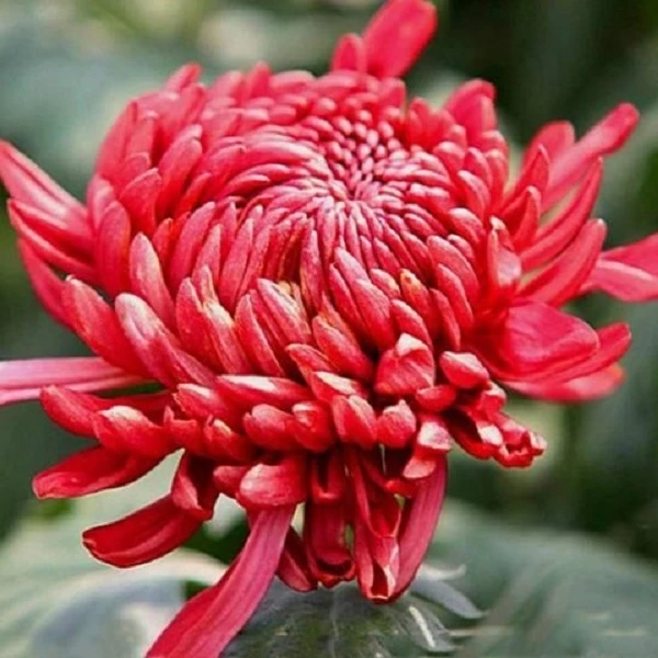 红绣球《带花苞》菊花盆栽苗