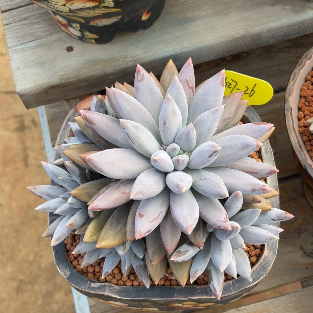 不***哥1027-26哥特萝莉多肉植物