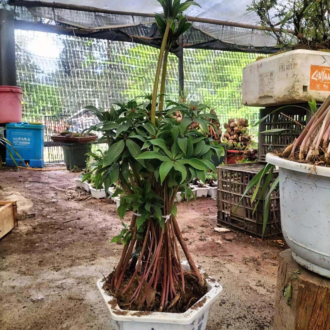 云南(七叶一枝花自选链接)滇粉多芽