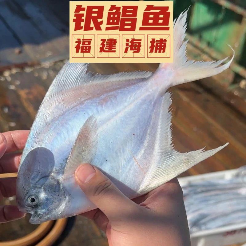 【白鲳鱼】福建海峡深海海捕银鲳鱼