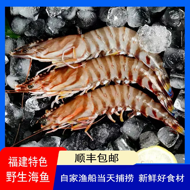 福建海峡海捕深海九节虾