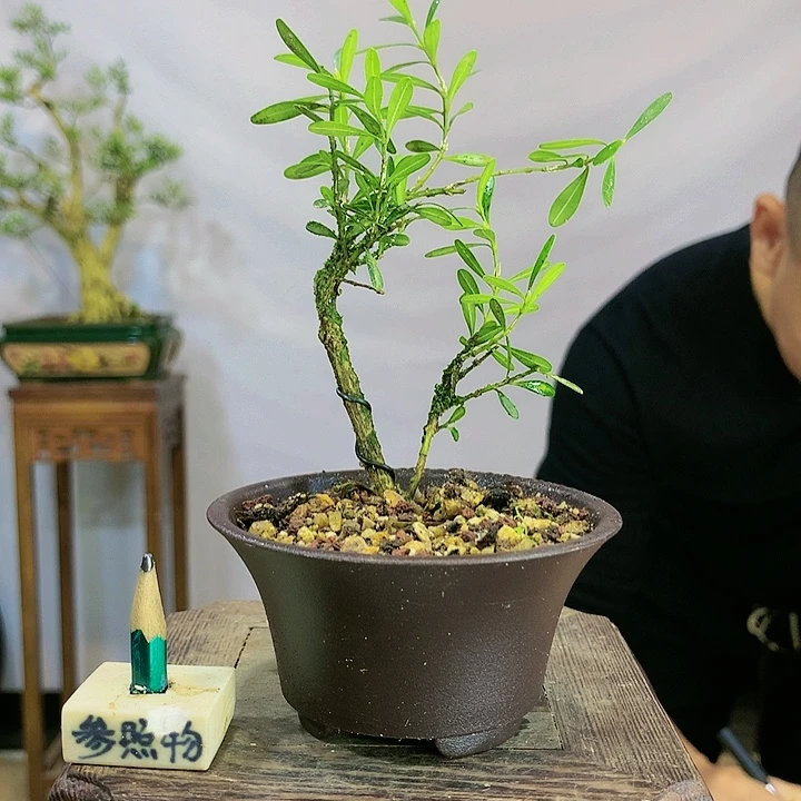 哥****猜皱皮雀舌黄杨盆景