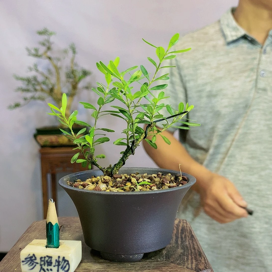 南*蜂皱皮雀舌黄杨盆景
