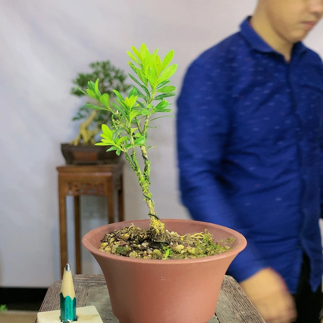 S****1皱皮雀舌黄杨盆景