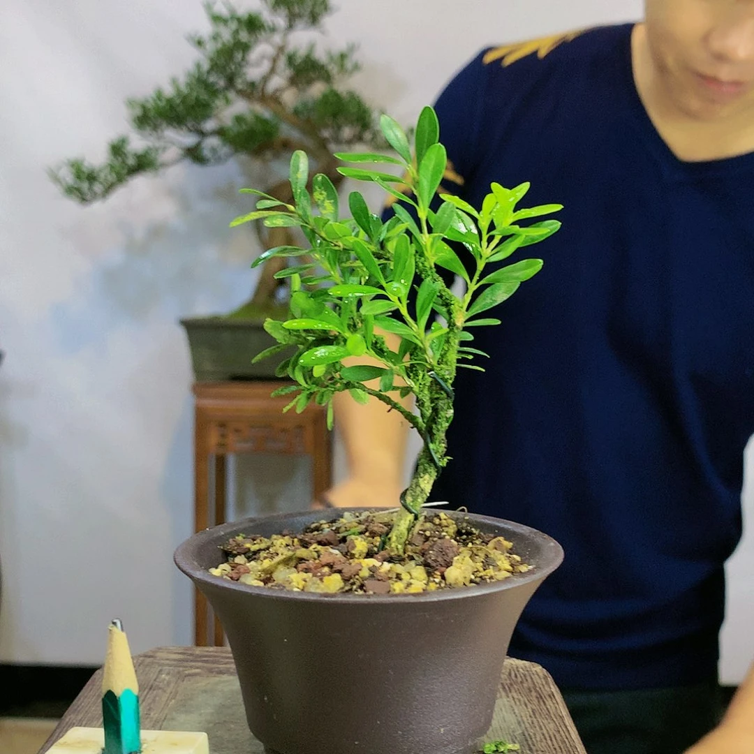 冬*皱皮雀舌黄杨盆景