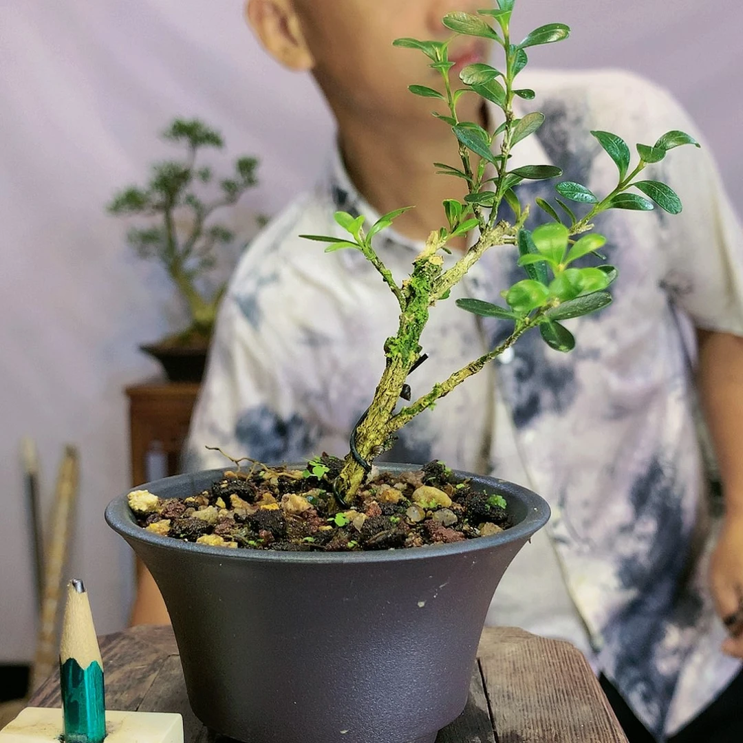 唯*皱皮雀舌黄杨盆景