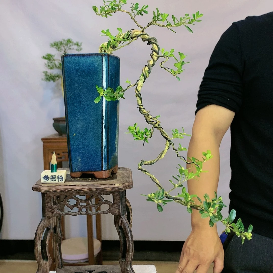 開****天皱皮雀舌黄杨盆景