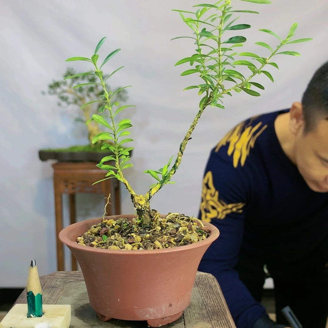 古**灵皱皮雀舌黄杨盆景