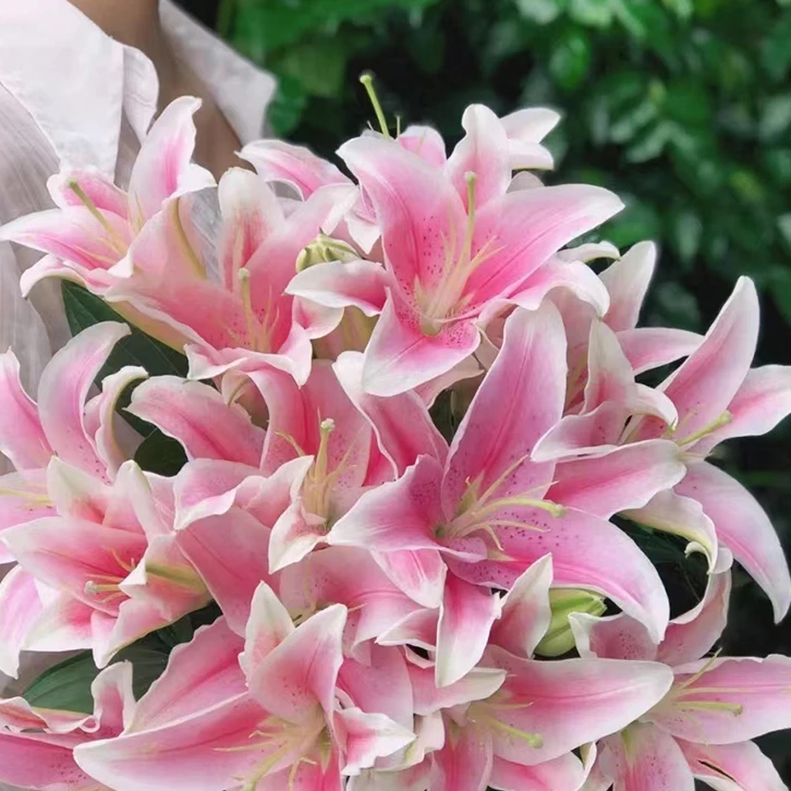 云南基地鲜花索邦百合直播间现场卖花盆陶瓷郁金香