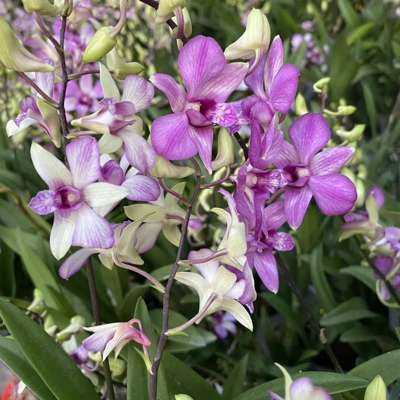 【彩虹】（泰秋）秋石斛 多彩渐变色 稀有品玩家收藏