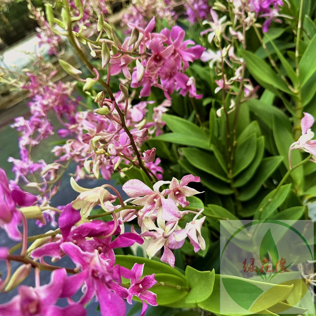 【彩虹之吻】（泰秋）秋石斛 如彩虹般多彩多变化 稀有品玩家收藏