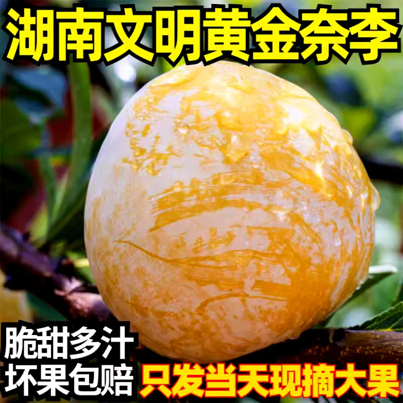 黄金生态正宗原产地汝城文明韶关九峰山新鲜水果油奈蜂糖李子肉厚