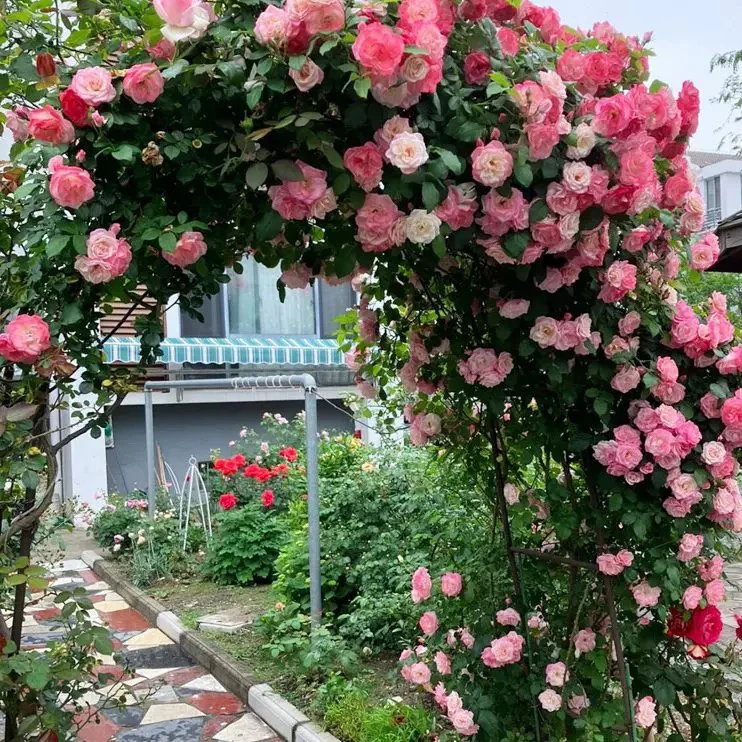 樱霞爬藤月季花苗日本丰花四季开花长势旺盛抗病庭院花园盆栽花