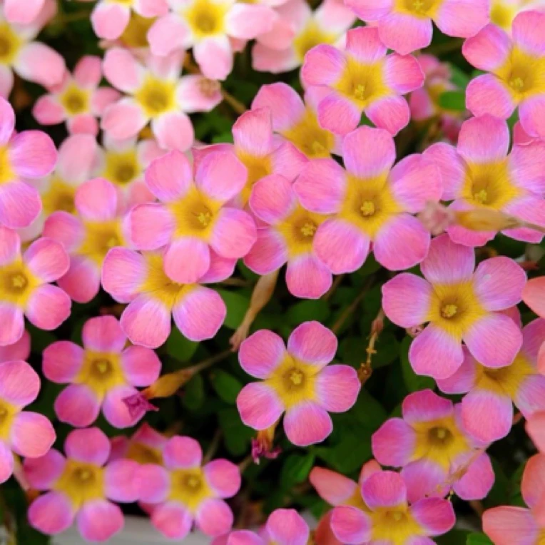 【早花酢浆草种球】糖果盒系列西梅  多年生球根