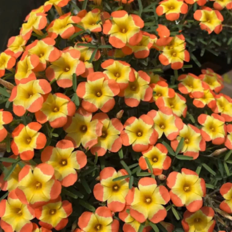 【早花酢浆草种球】三 色 肾 种球多年生球根草本植物