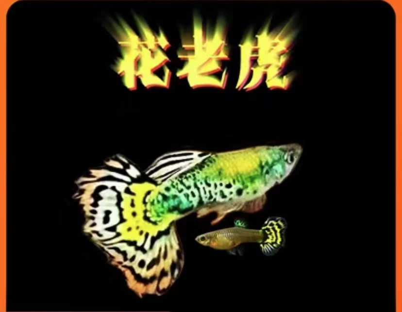 【精品花老虎孔雀鱼】精品鱼纺自家培育孔雀鱼小鱼观赏鱼包邮包活