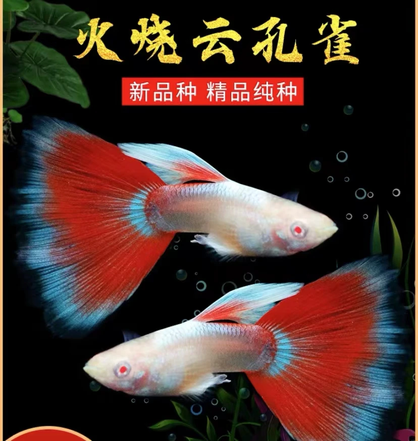 【精品火烧云孔雀鱼】精品鱼纺自家培育孔雀鱼小鱼观赏鱼包邮包活