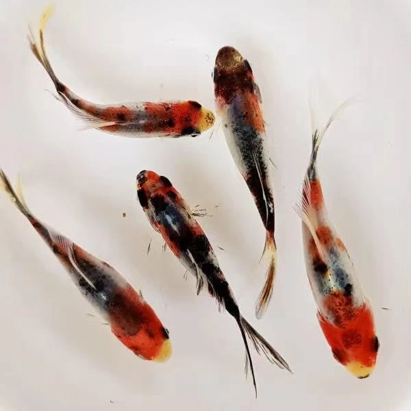 兰花锦鲫观赏鱼活鱼水墨兰花