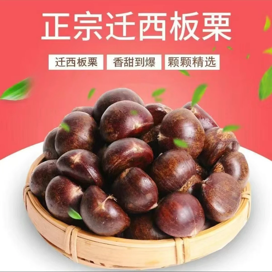 【特惠75粒】迁西板栗中果新鲜生栗子产地直卖软糯好剥皮