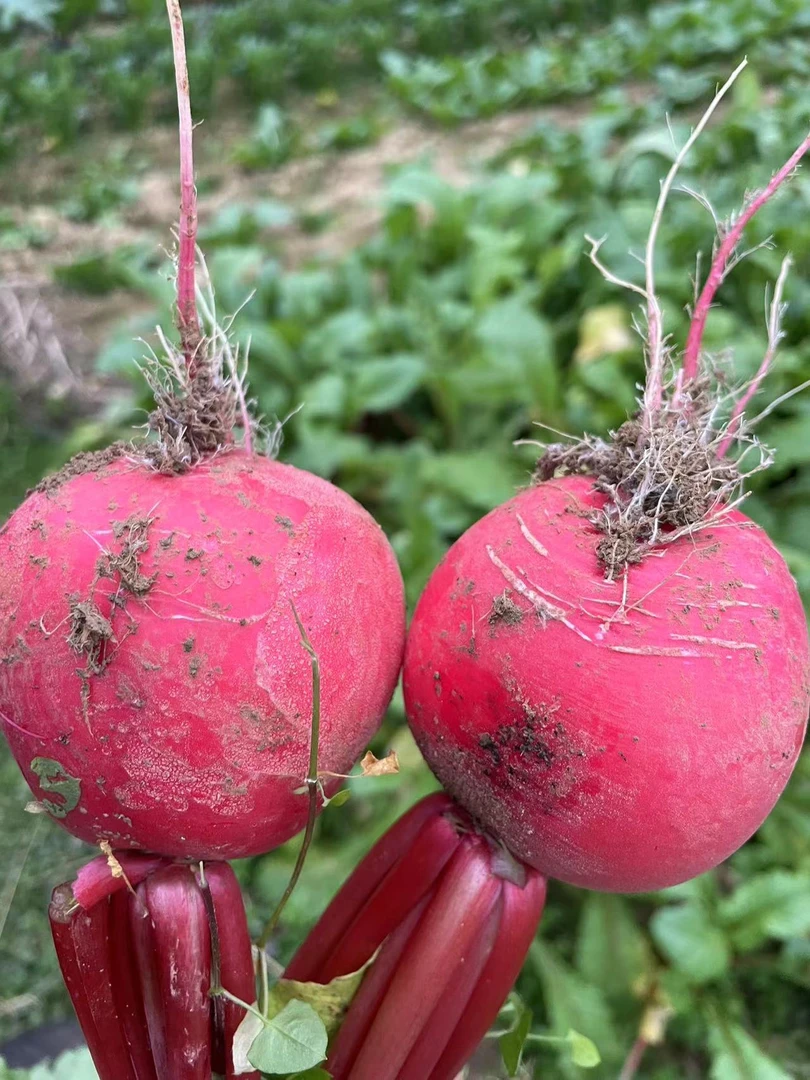 贵州农家种植红皮白心萝卜6斤包邮