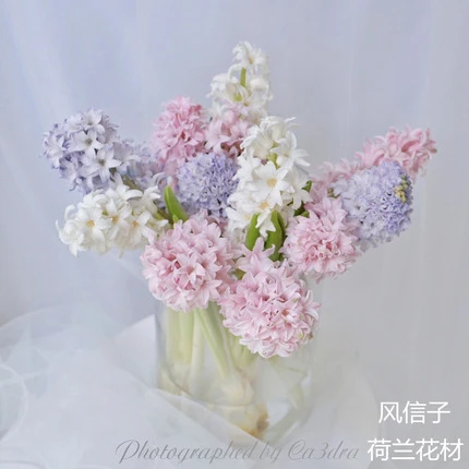 荷兰进口花材速递全国风信子鲜切花有香味5支家庭用花多色新品