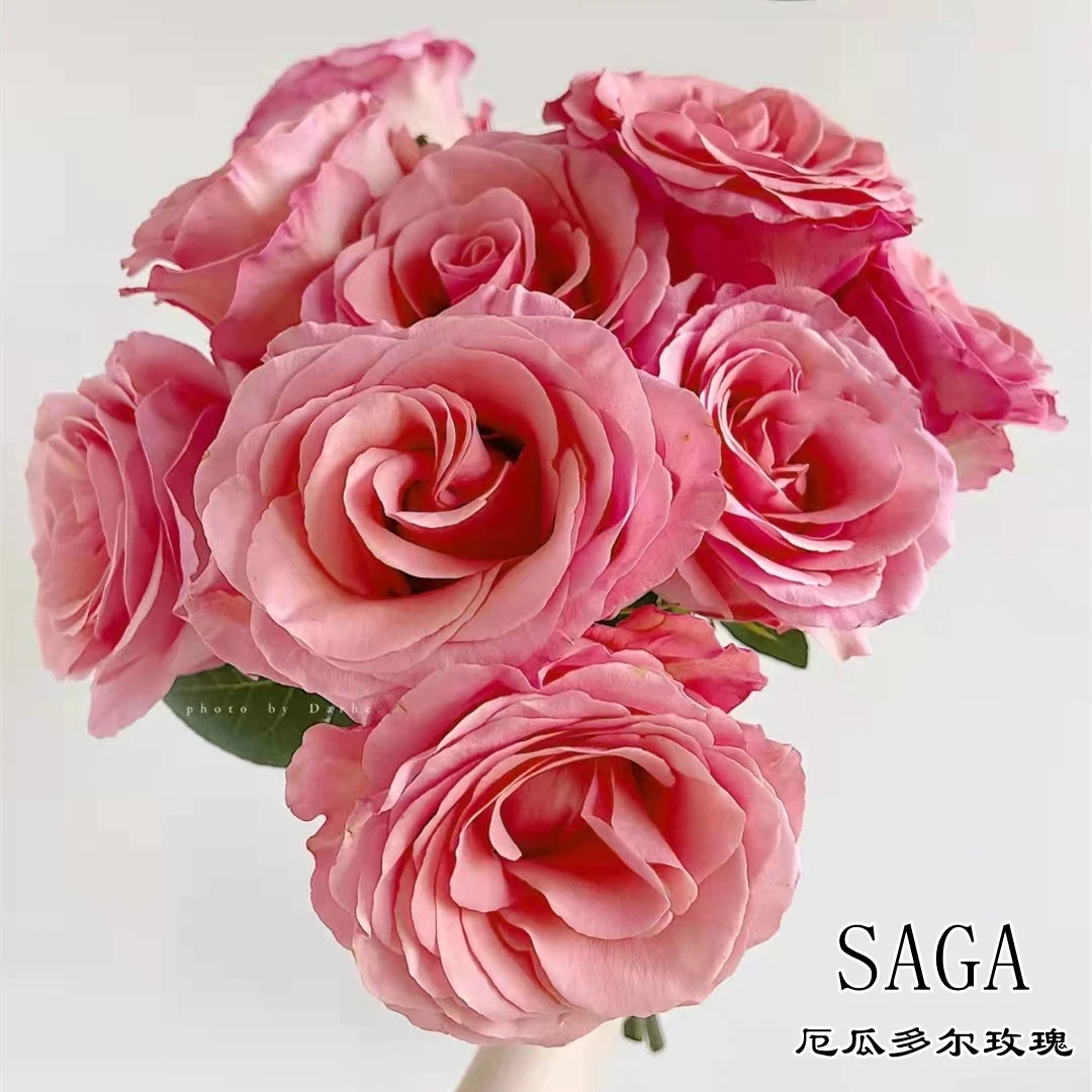 精选厄瓜多尔进口花材鲜花速递SAGA玫瑰花10支大花头花期长