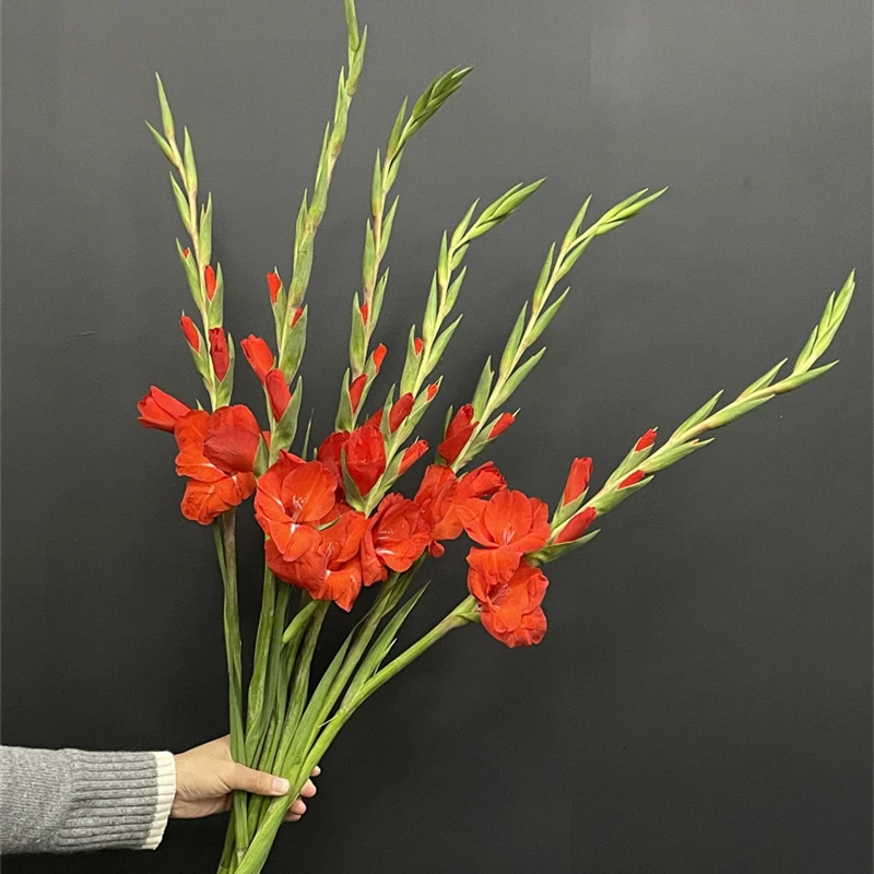 年宵花卉精品鲜切花唐菖蒲剑兰鲜花步步高家庭插花6支热卖