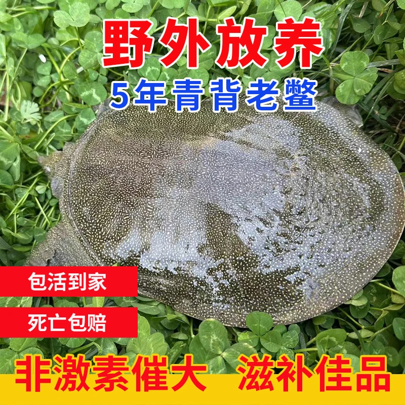 【公甲鱼】外塘生态青黄公鳖大甲鱼鲜活水鱼团鱼中华老鳖王八水产