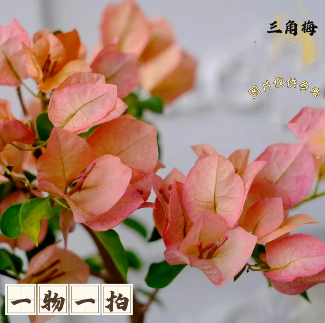 一物一拍·三角梅四季勤花基地直供客厅庭院