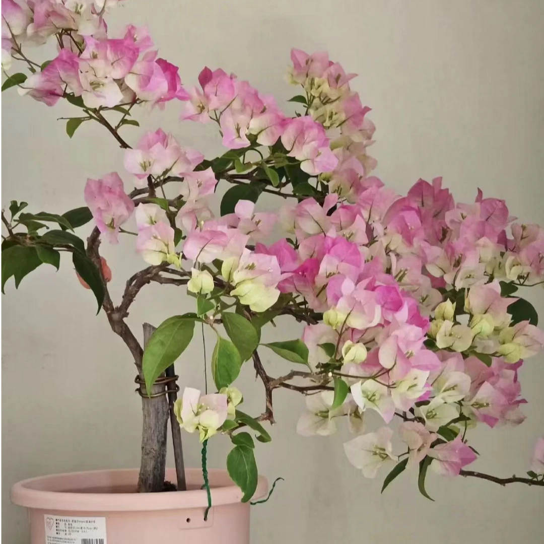 【绿樱】三角梅花卉勤花四季开花基地直发