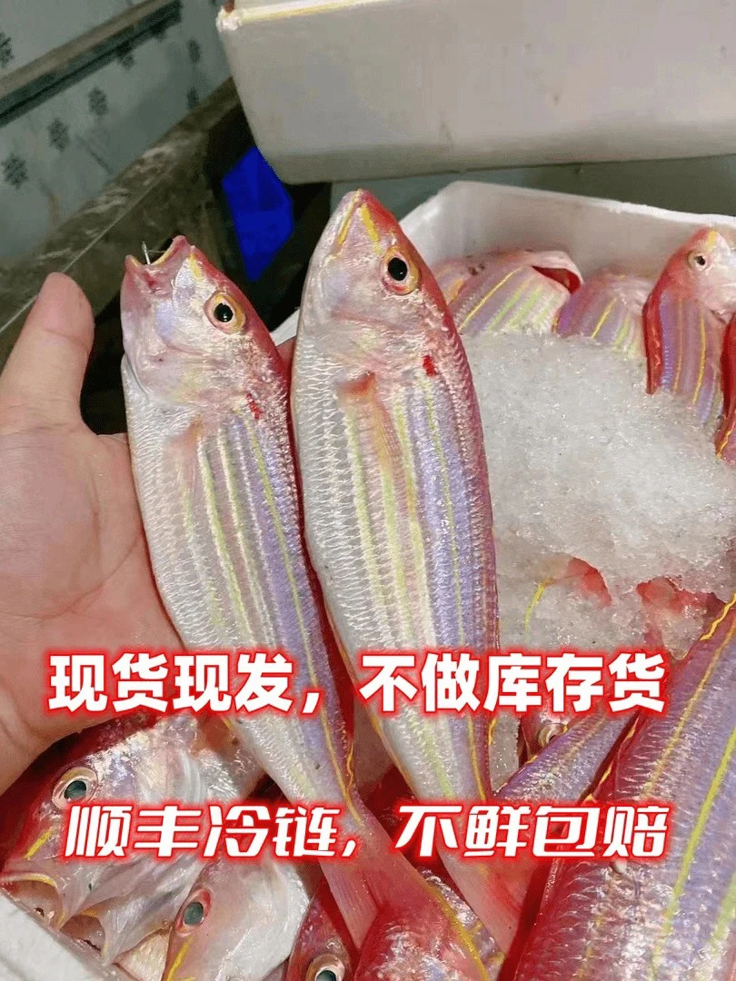 广东汕尾本港纯野生金线鱼，红杉鱼