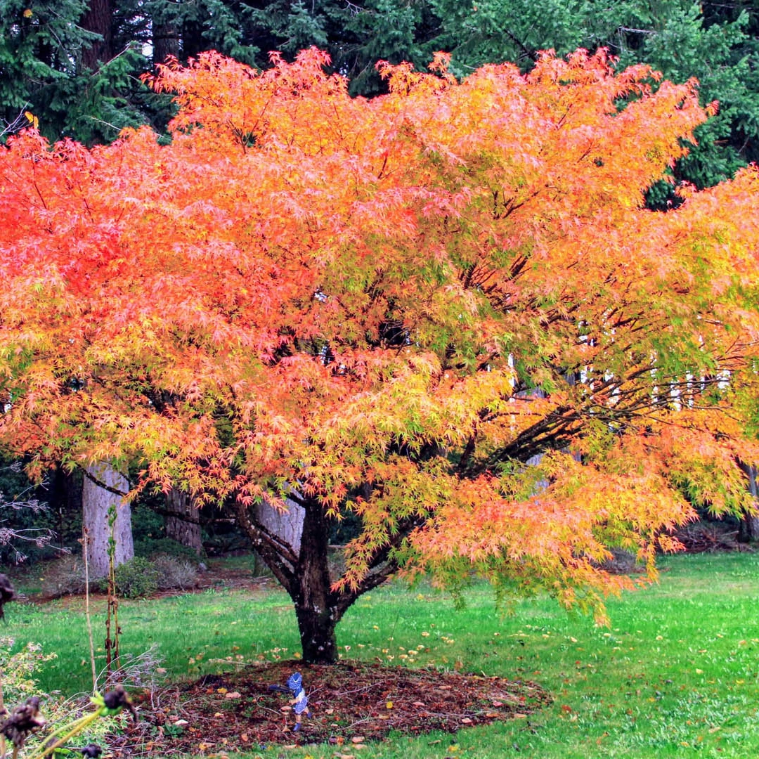 【荒皮红叶】盛之轩枫树庭院阳台植物