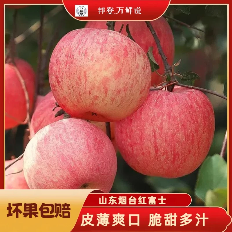 【宠粉福利】山东烟台红富士苹果应季水果 皮薄 头茬新果 脆甜多汁