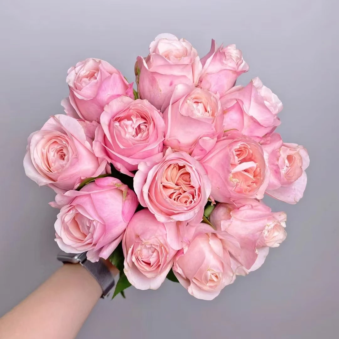 【成都仓】花知述 凯瑟琳 切花高颜值阳台花卉月季盆栽玫瑰花树苗